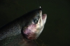 Rainbow_trout.JPG